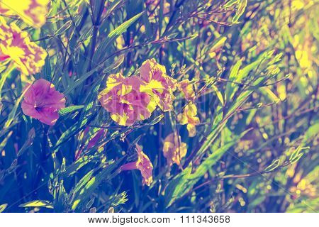 Abstact Background Of Ruellias Flower In Garden With Sunlight In The Morning,vintage Toning,selectiv