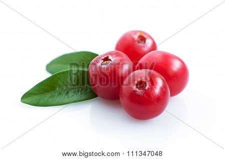 Cranberry Close-up