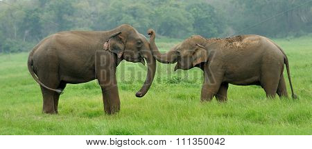 Elephants