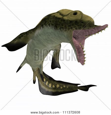 Carboniferous Edestus Shark