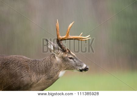 White-tailed Deer Buck In Rain
