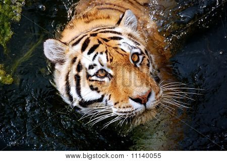 Tigre siberiana