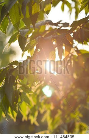 green muntingia calabura leaves and sunlight