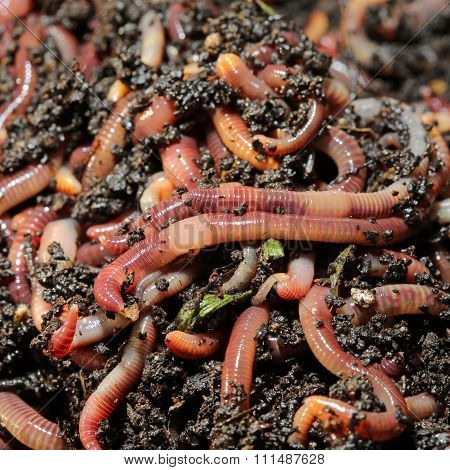 Earthworm