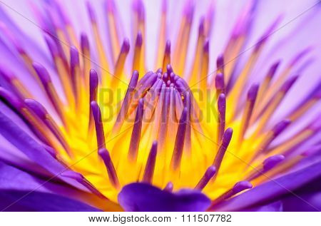 Closeup lotus flower in the garden