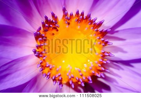 Closeup lotus flower in the garden