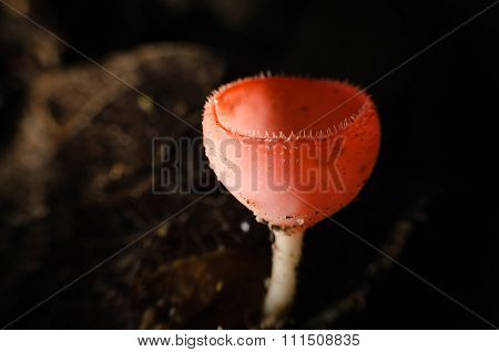 Champagne mushroom in rain forest