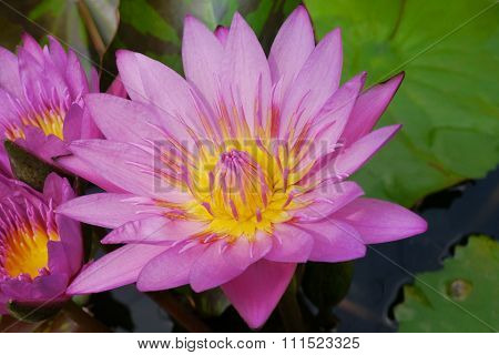 Pink lotus pollen yellow filaments solar ener