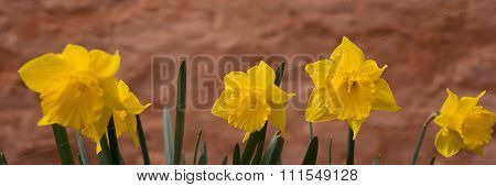 Daffodils in April with brown wall
