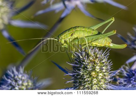 The green grasshopper