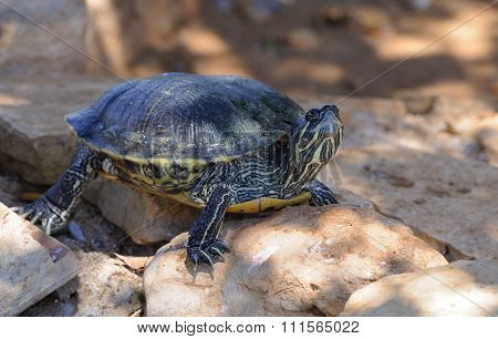Florida turtle
