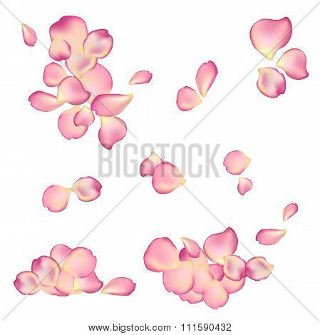 Random Rose Petals Against White Background.