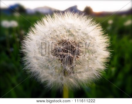 Fluffy Dandelion Closeup On A Background Of Green Grass