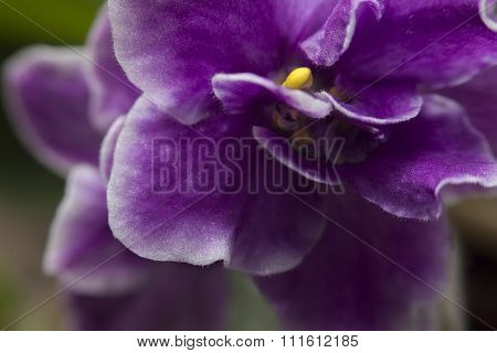 Violets