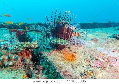 Dangerous Lion Fish Near Shipwreck