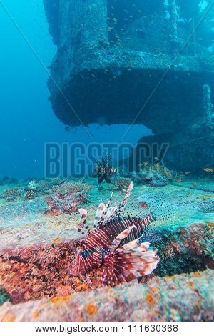 Dangerous Lion Fish Near Shipwreck