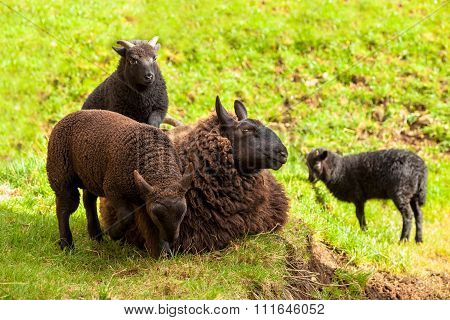 Highlander Black Sheeps