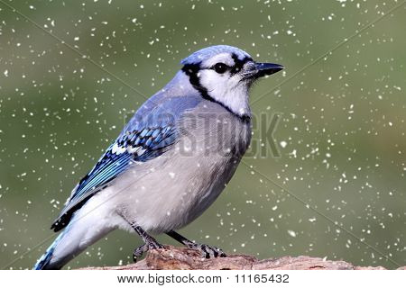 Blue Jay i sne