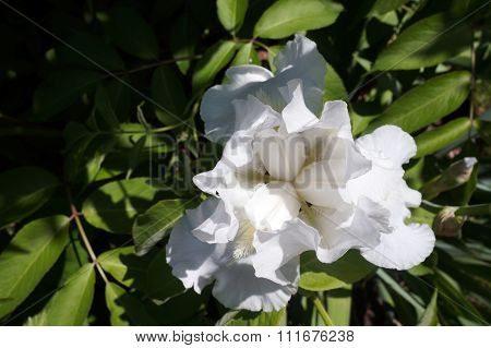 White Bearded Iris