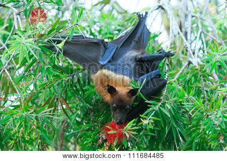 Bat hanging on a tree branch Malayan bat