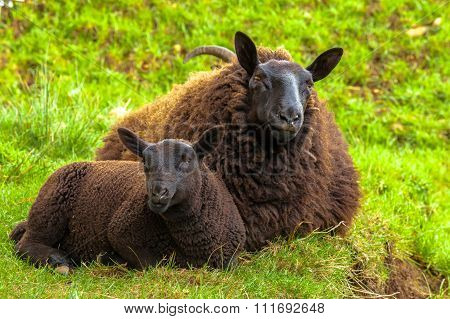 Highlander Black Sheeps