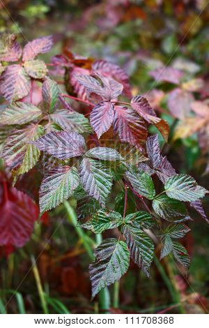 Branch of an autumn blackberry.