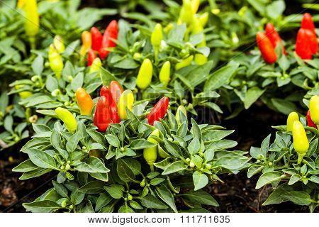 Spicy Chili Colorful Planting