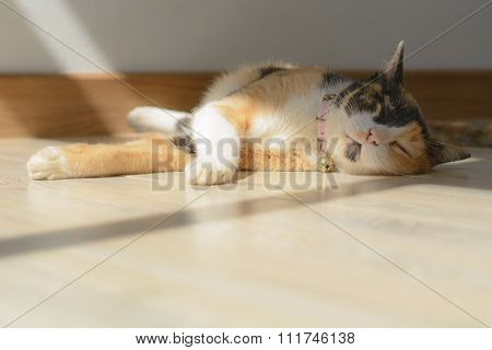 cat