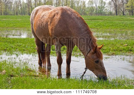 Chestnut horse