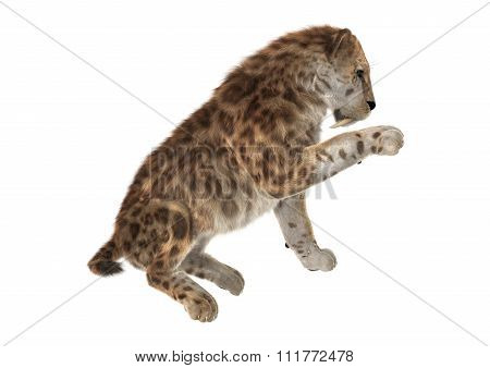 Big Cat Sabertooth