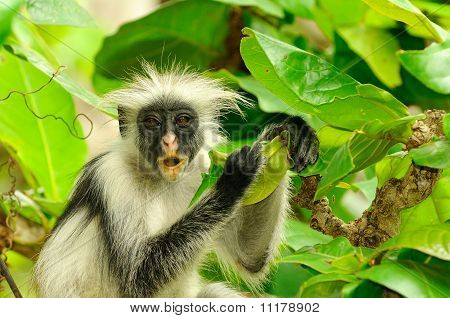 Zanzibar røde Colobus Procolobus Kirkii