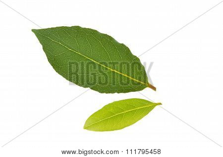 Laurus nobilis