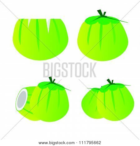 Yung coconut vector vector set green coconut