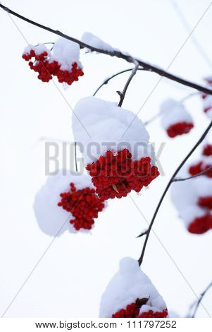 Rowan tree under snow