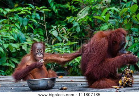 Baby Orang Utan sitting in a bowl and his mother, Indonesia