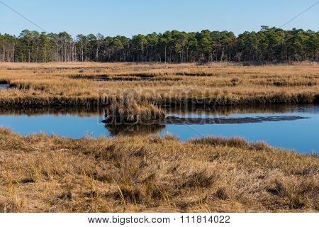 Salt Marshes In Autumn