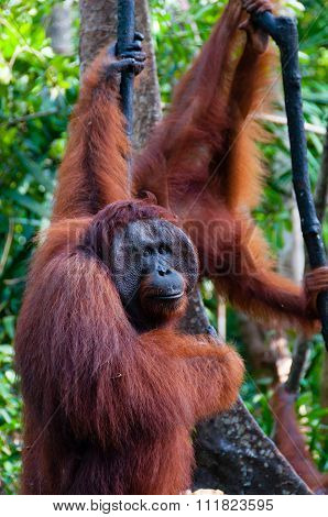 two Orangutan hanging on a tree in the jungle, Indonesia