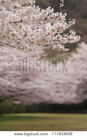 Row of cherry blossom trees in Izu Shizuoka Japan