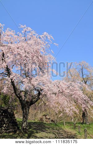 Row of cherry blossom trees in Izu Shizuoka Japan