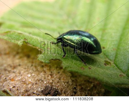 Green beetle close-up