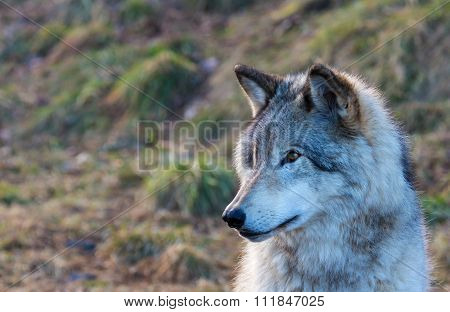 North American Grey Wolfe