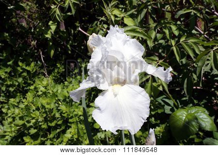 White Bearded Iris