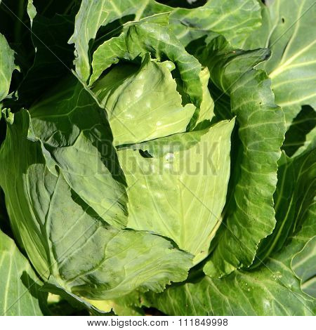 Pointed Cabbage (brassica Oleraceae).