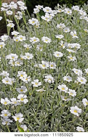 Cerastium tomentosum