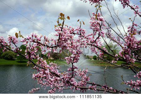 Eastern Redbud Blossoms