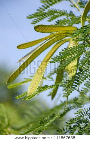 acacia tree in garden
