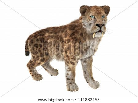 Big Cat Sabertooth