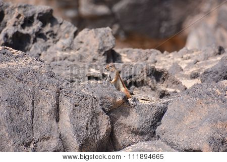 Ground Squirrel Atlantoxerus Getulus