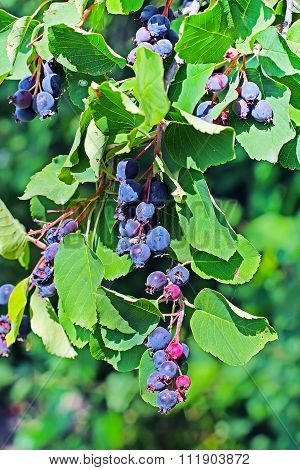 Garden berry bushes Amelanchier or Saskatoon (Amelanchier)