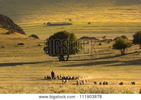 Beautiful sunshine landscape with shepherd and sheep - Macin Mountains,Dobrogea, Romania
